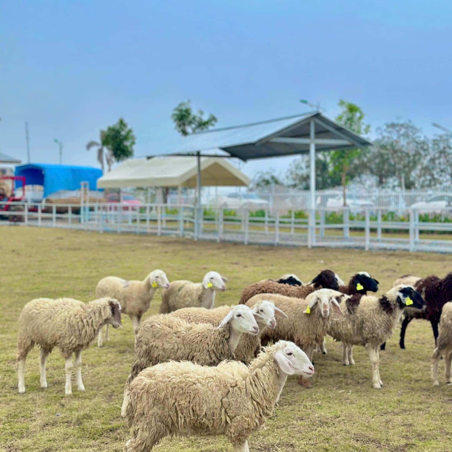 Nông trại Tuần Châu (Tuan Chau Farm), Hạ Long