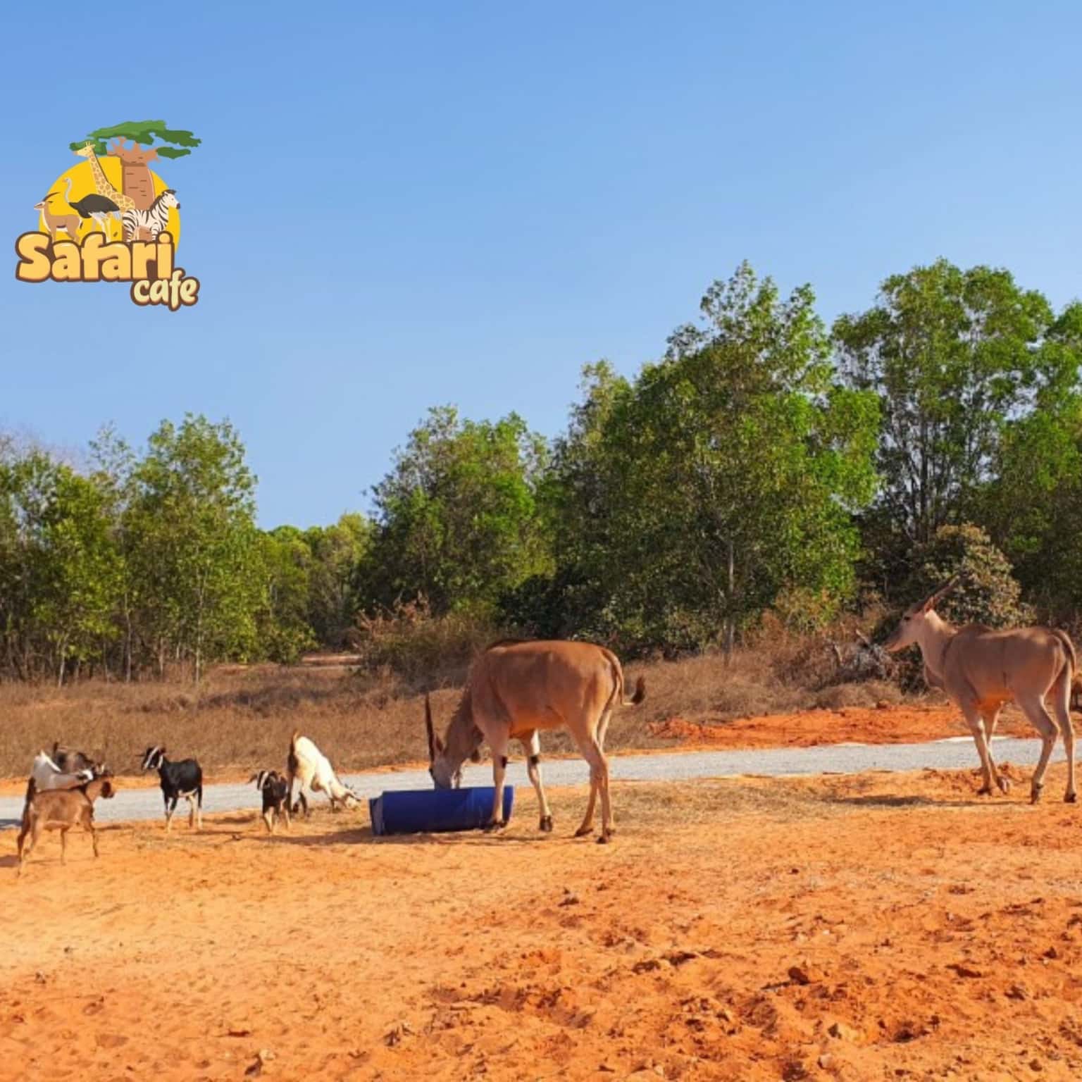 Safari Cafe Phan Thiết — ảnh 9
