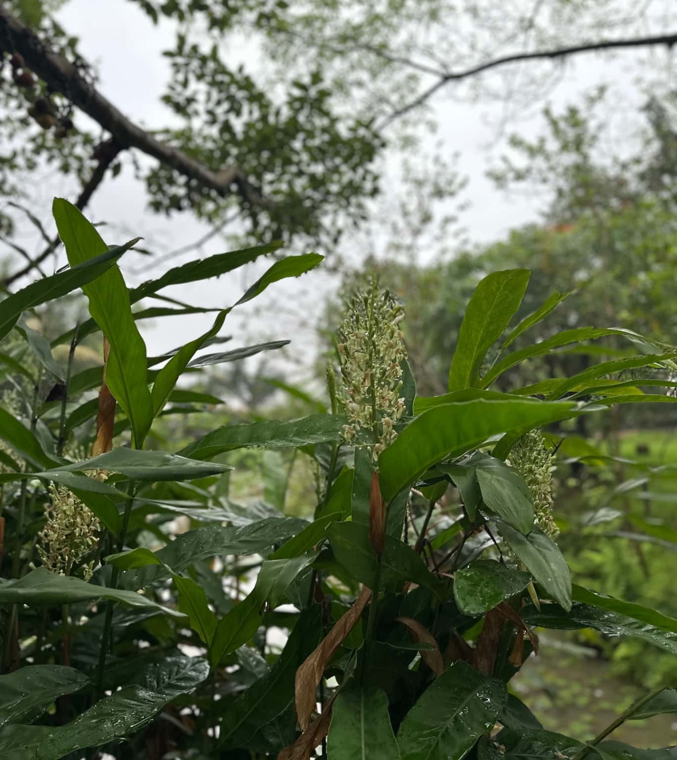 Ảnh 1