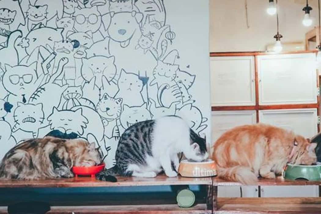     Bastet’s Home Coffee – Quán cà phê mèo