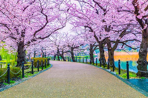 10 địa điểm ngắm hoa anh đào đẹp nhất ở Kyoto, Nhật Bản