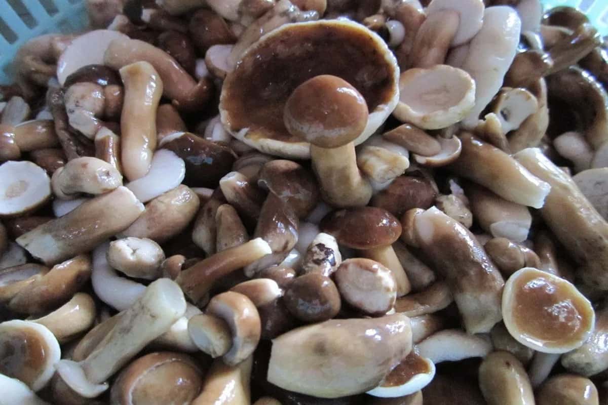 Nấm Tràm Phú Quốc