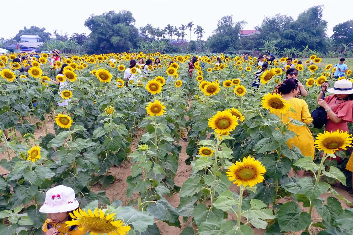 Cánh đồng hoa hướng dương Huế