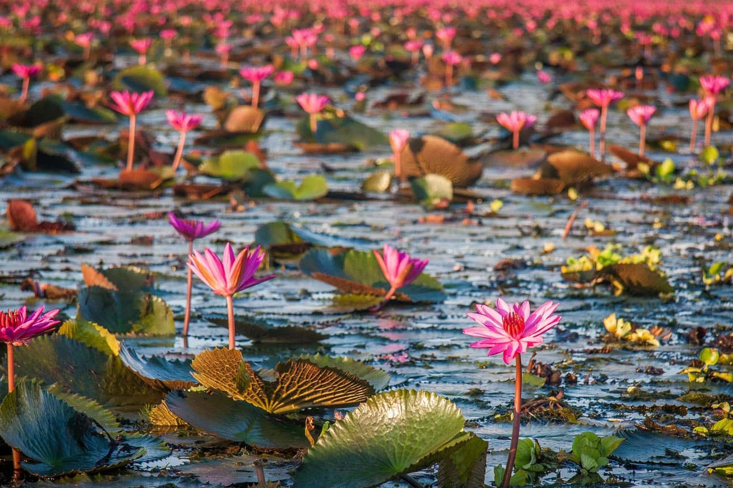 Thale Noi