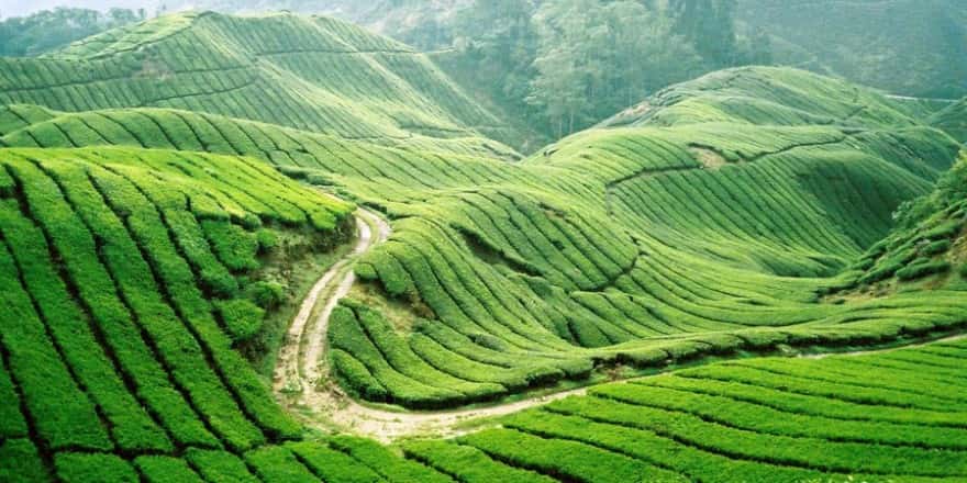 Đường đến Ngũ động Bản Ôn đi qua những thung lũng chè tuyệt đẹp