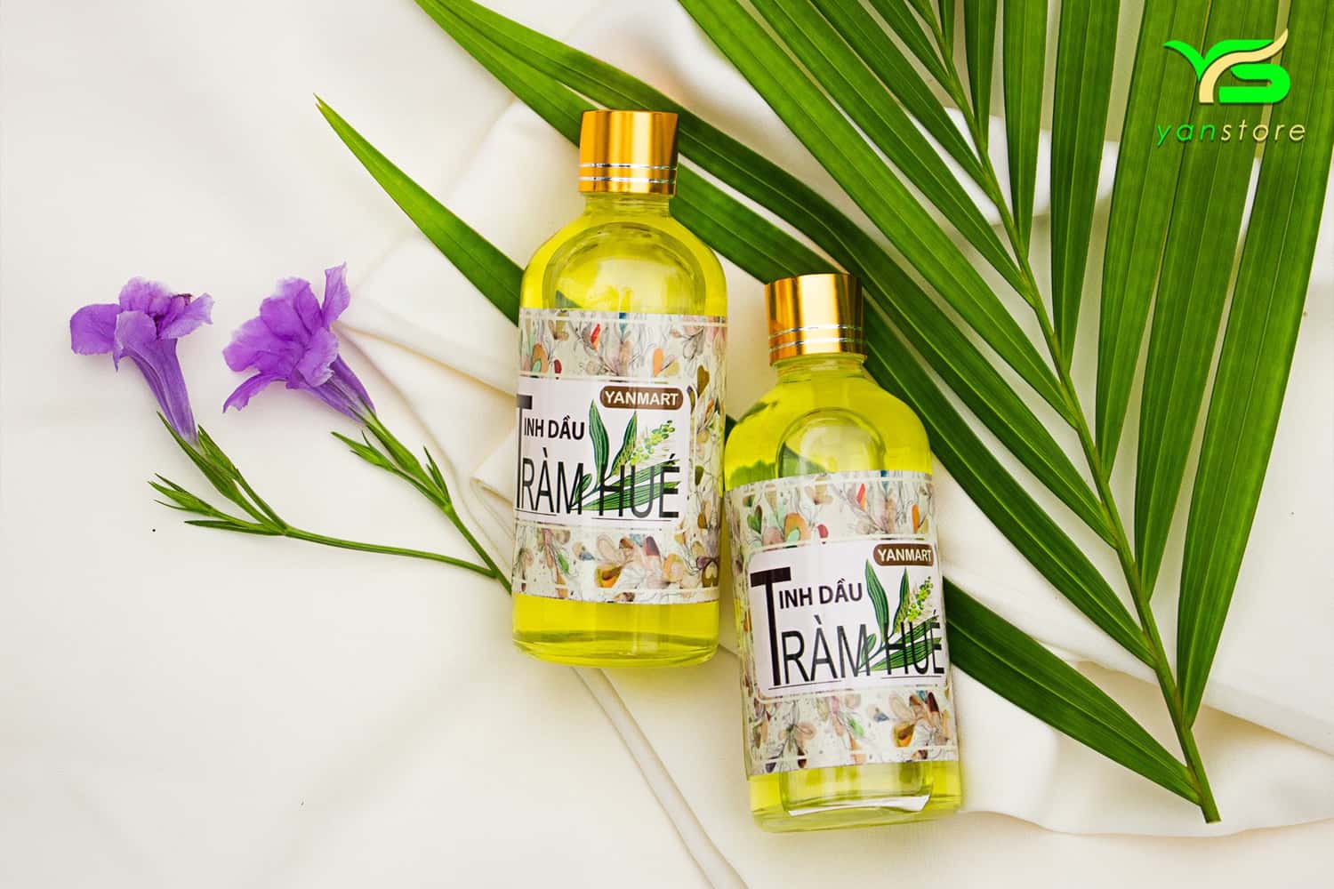Dầu tràm được chế biến từ nguyên liệu chính là cây tràm gió
