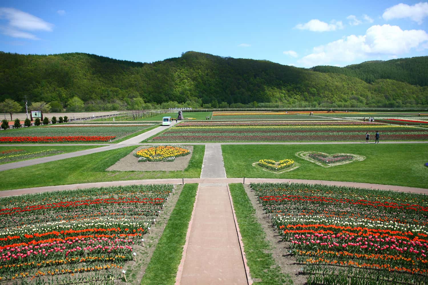 Vườn hoa Tulip Kamiyubetsu