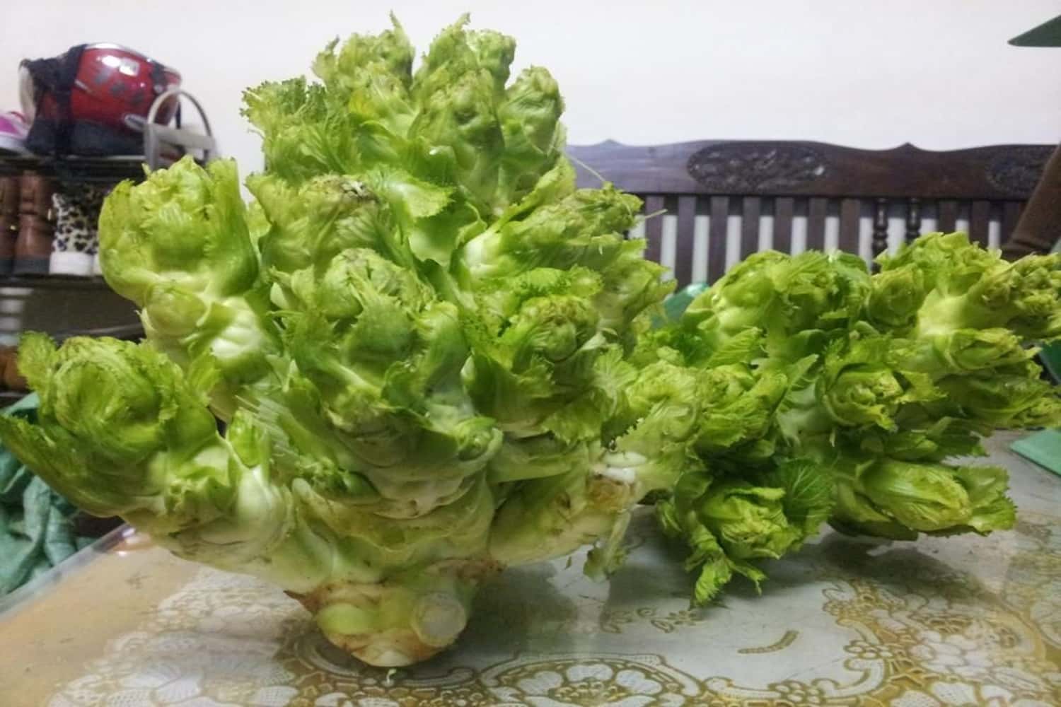 Mầm đá Sapa