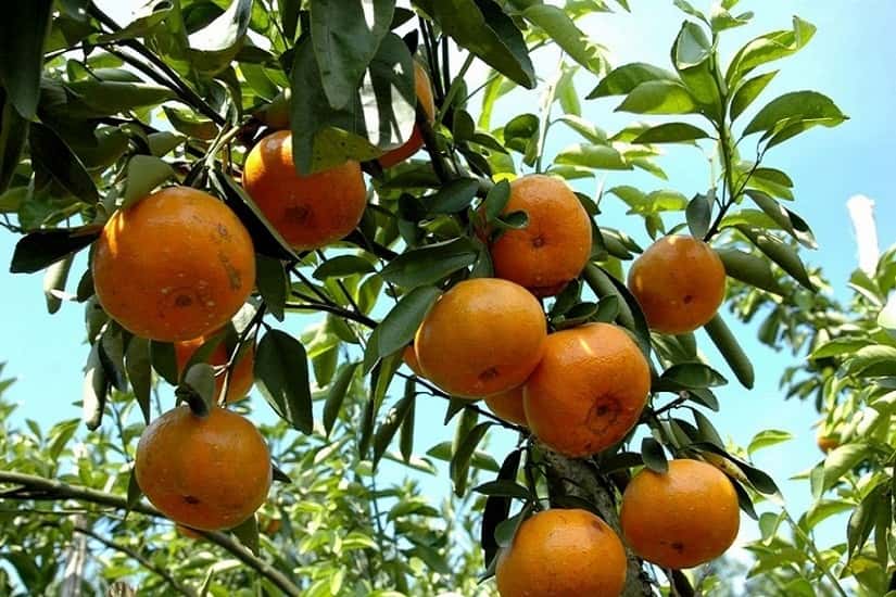Quýt vàng Bắc Sơn