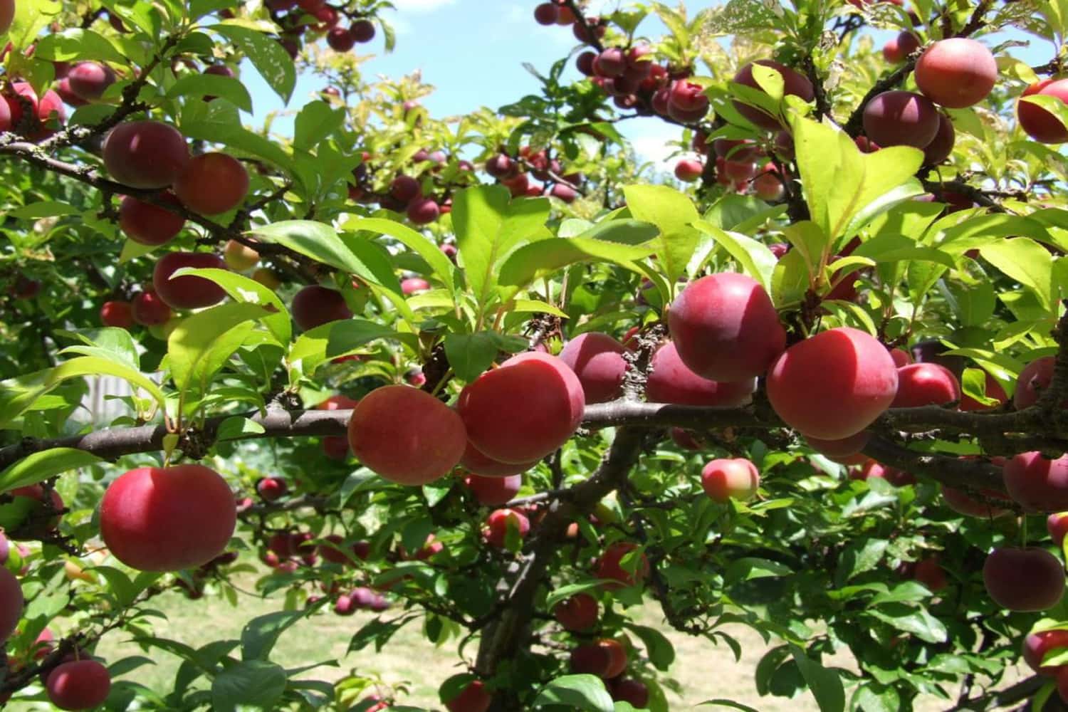 Mai Châu từ tháng 5 – tháng 8