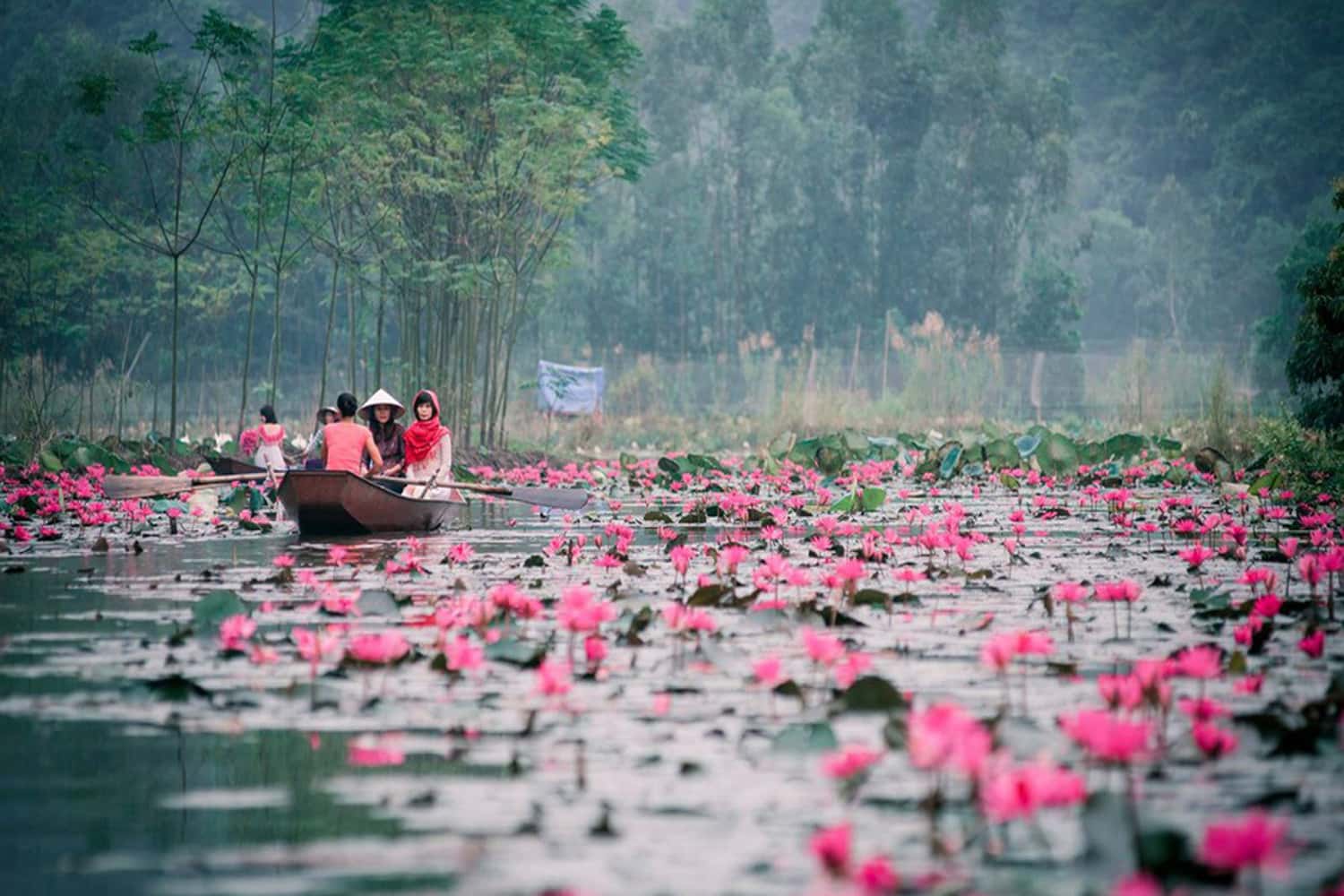 Cần Thơ mùa hoa súng