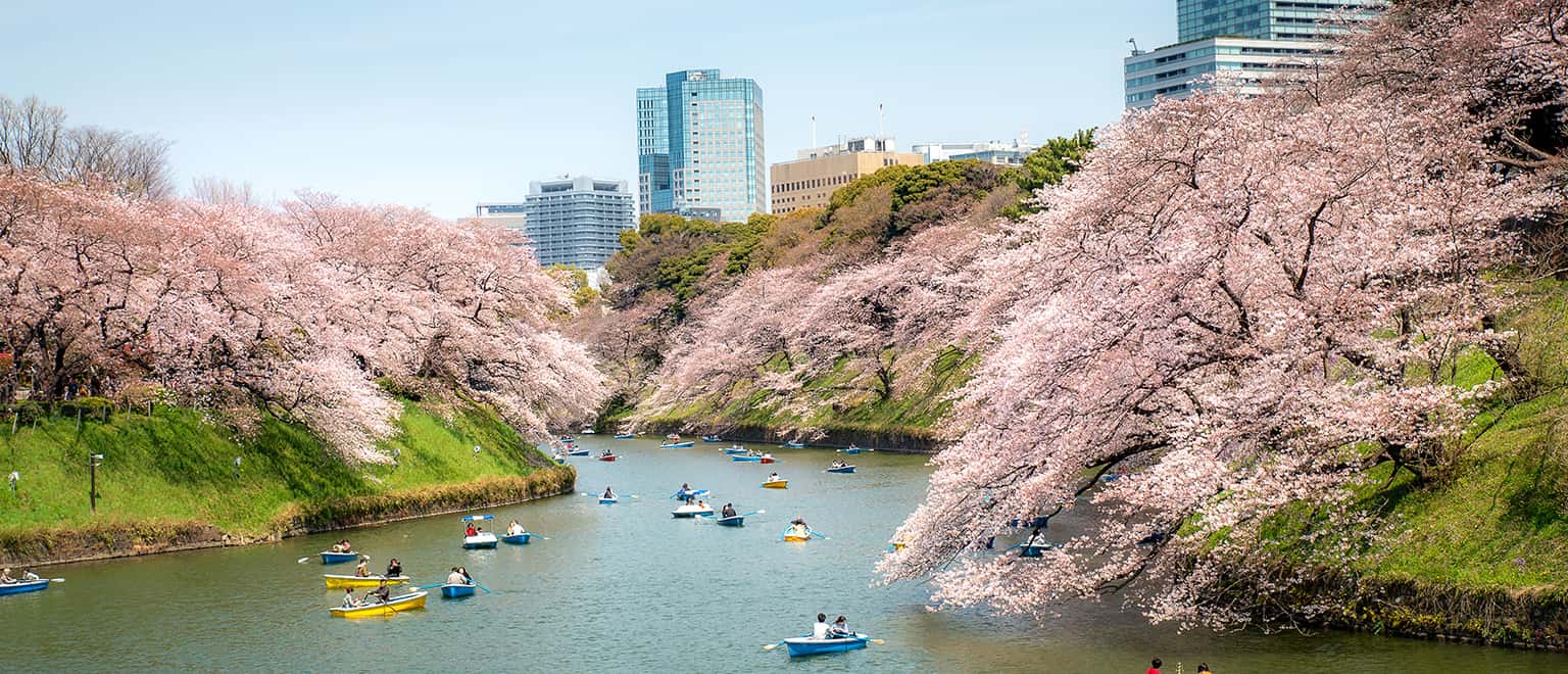 Top 10 địa điểm ngắm hoa anh đào đẹp nhất ở Tokyo