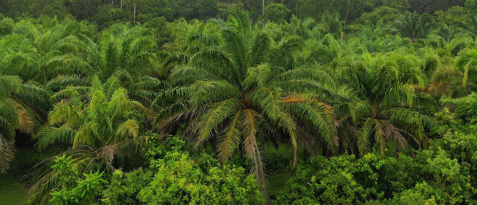 Top 10 khu bảo tồn thiên nhiên ấn tượng nhất ở Malaysia 