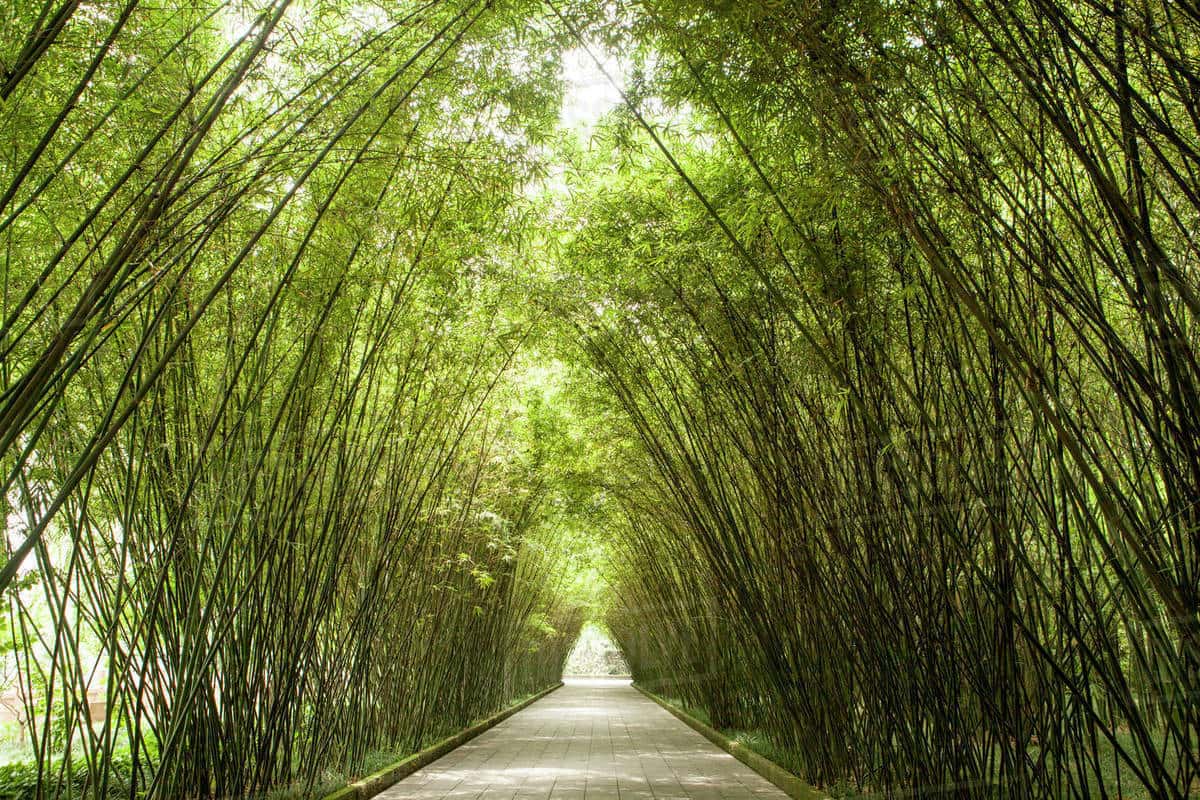 Công viên Wangjiang Lou