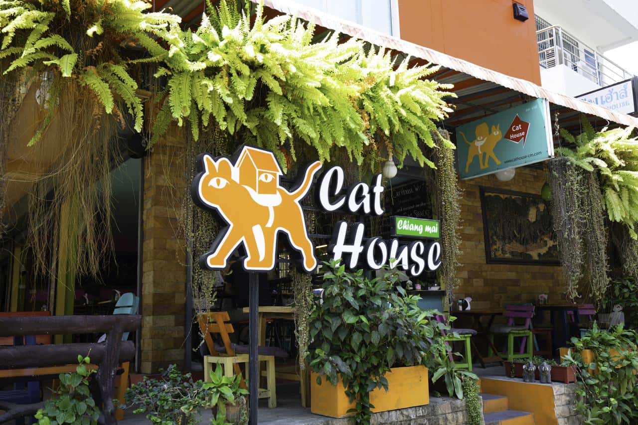 Cat House