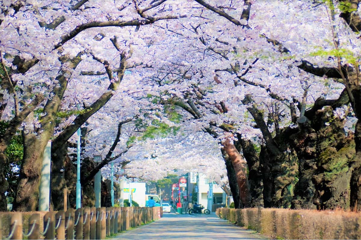 Nghĩa trang Aoyama