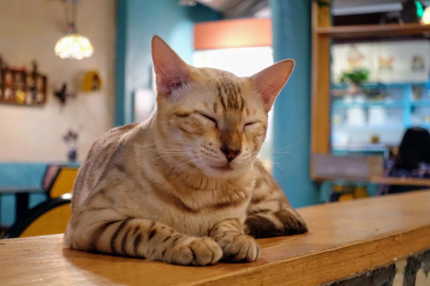Maoxiaoyuan Cat Café