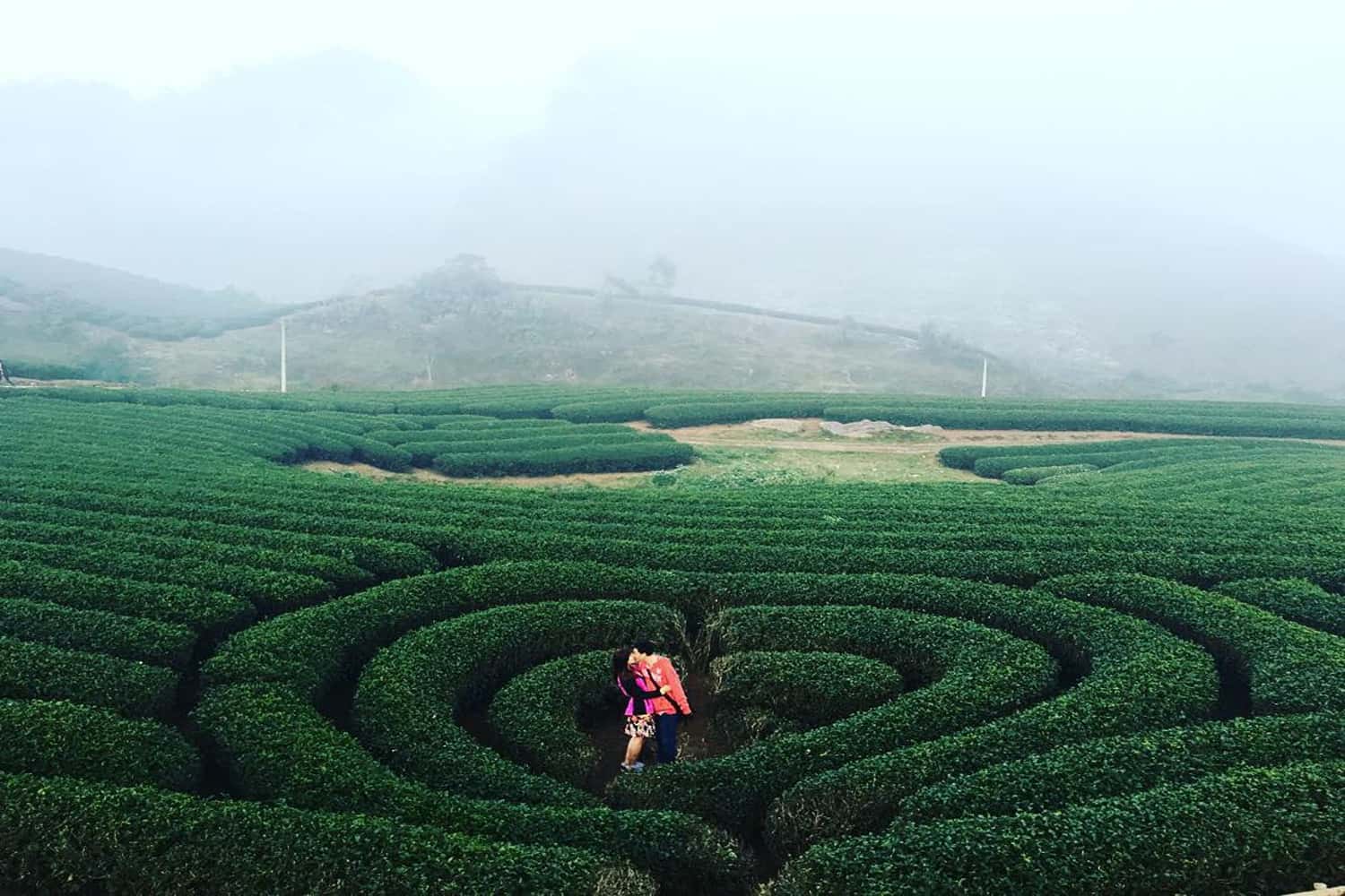 Đồi chè trái tim