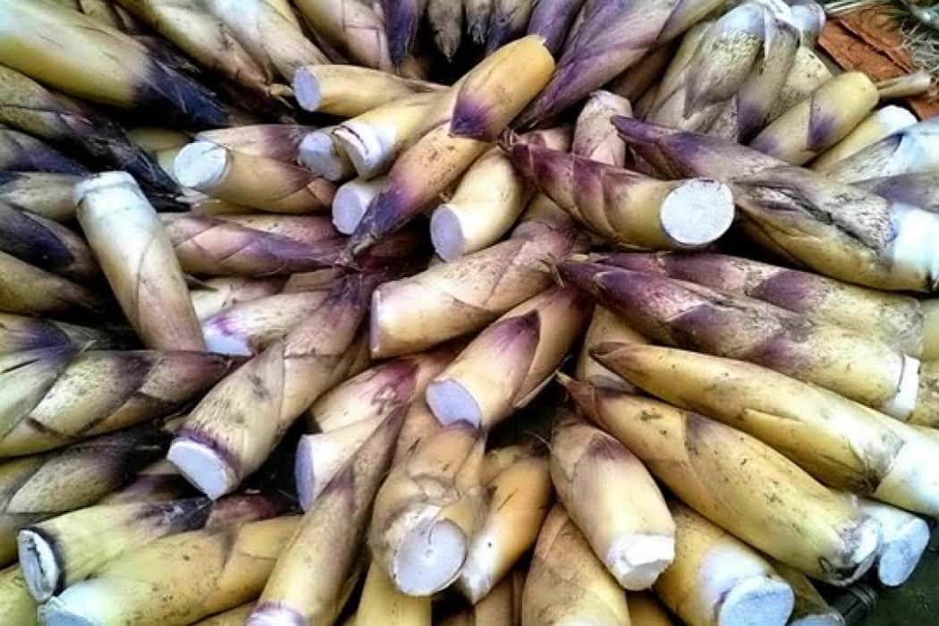 Măng vầu Sapa