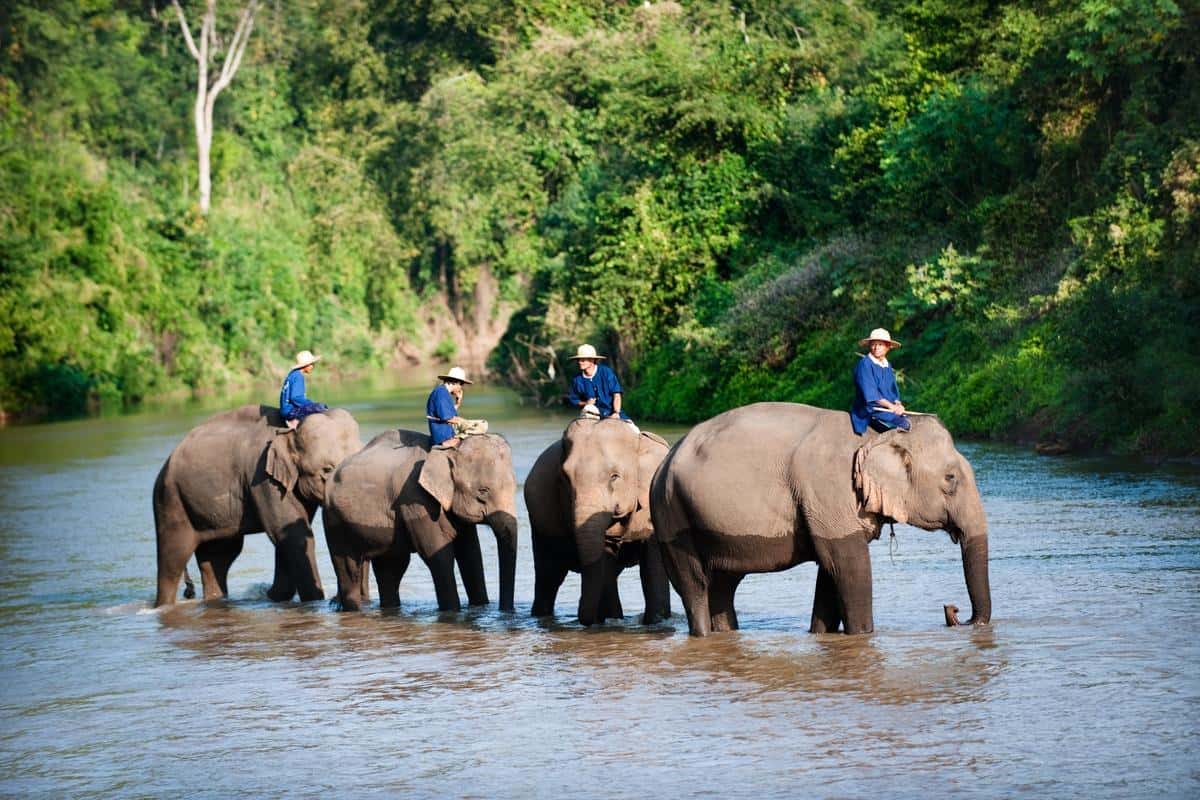 Thai Elephant Conservation Center