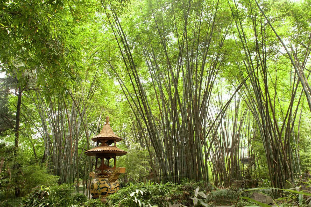 Rừng tre Tứ Xuyên xanh ngắt một màu