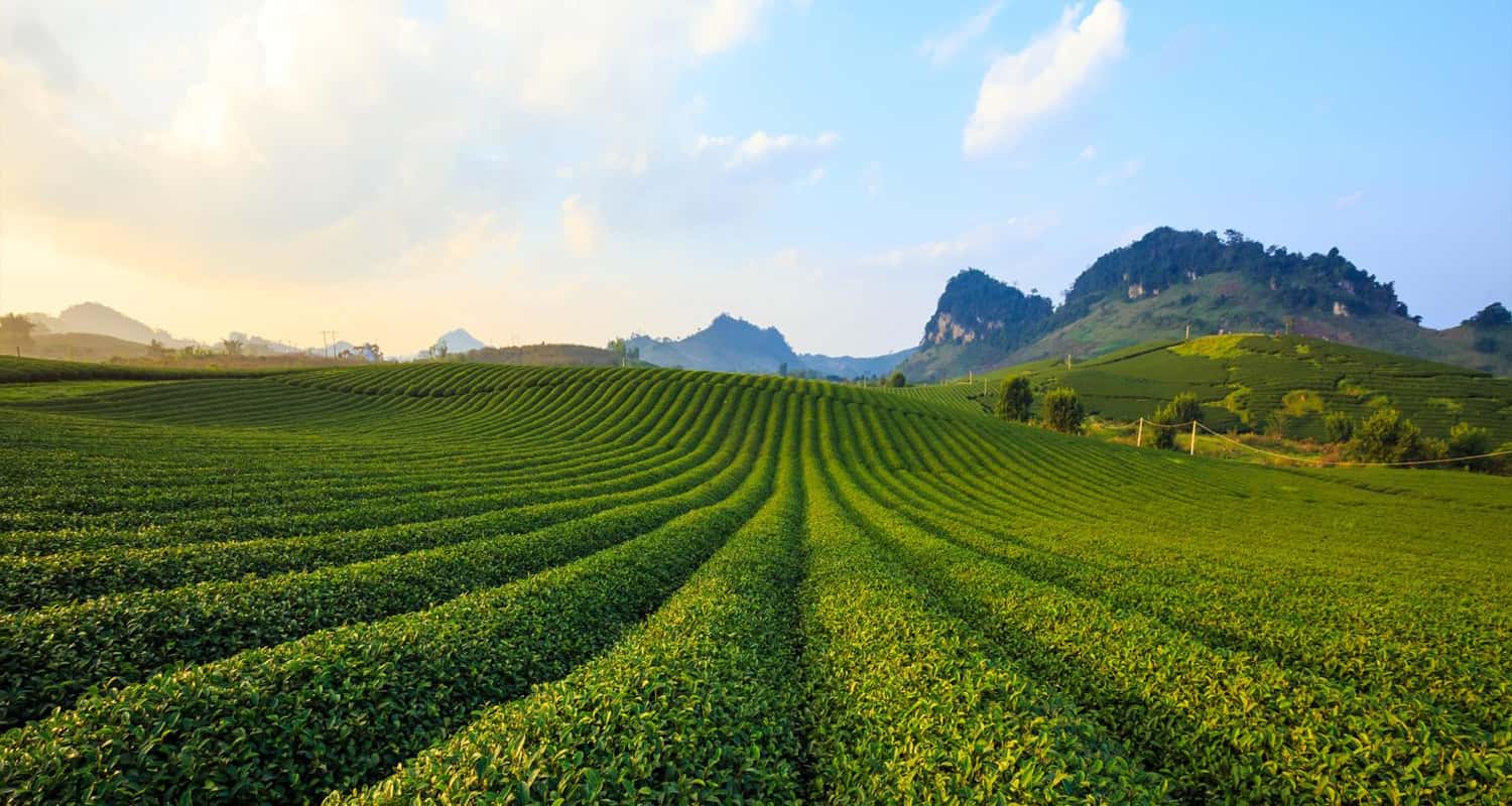 Du lịch Mộc Châu