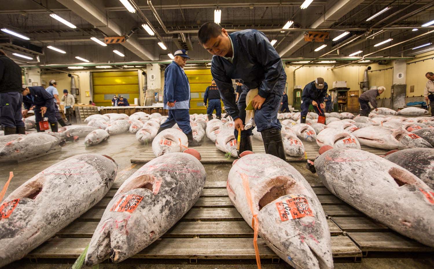 Chợ cá Tsukiji