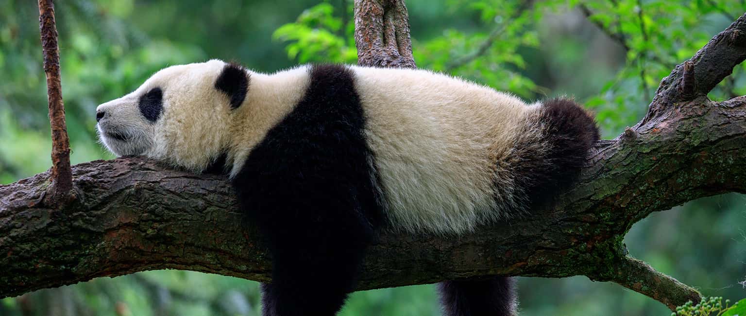 Top 15 địa điểm du lịch Thành Đô dành cho gia đình