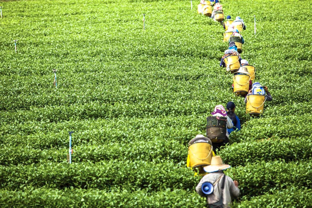 Chui Fong Tea Plantation