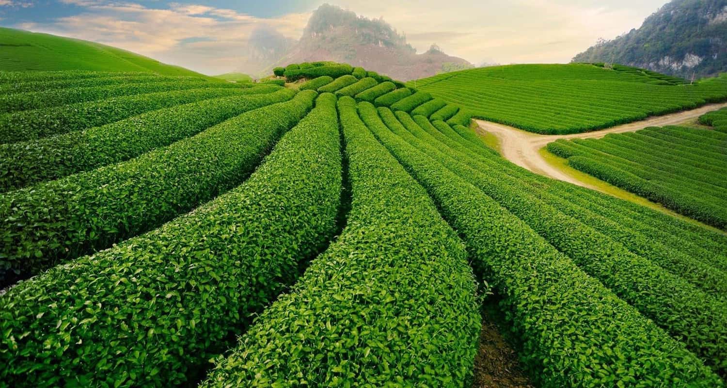 Đồi chè Mộc Châu