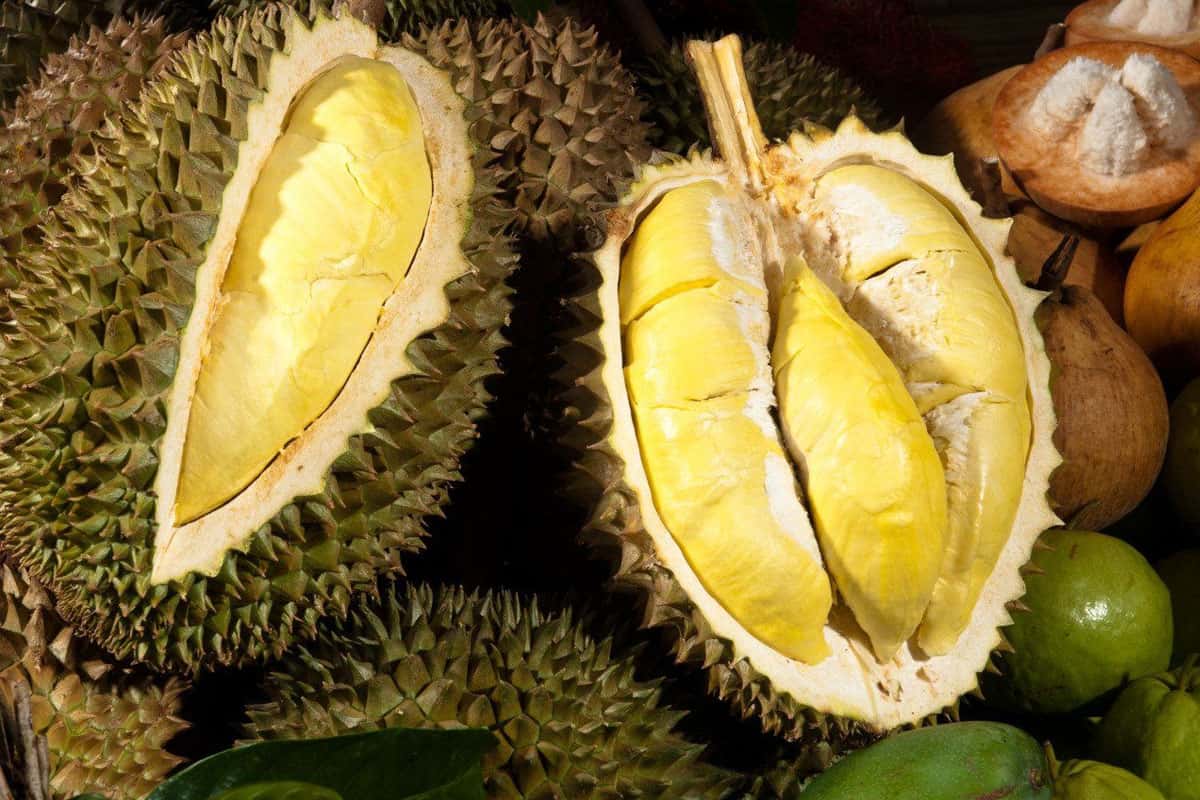 Kampot: Sầu riêng