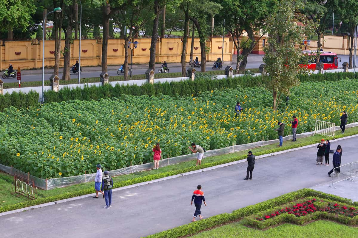 Cánh đồng hoa hướng dương ở Hà Nội