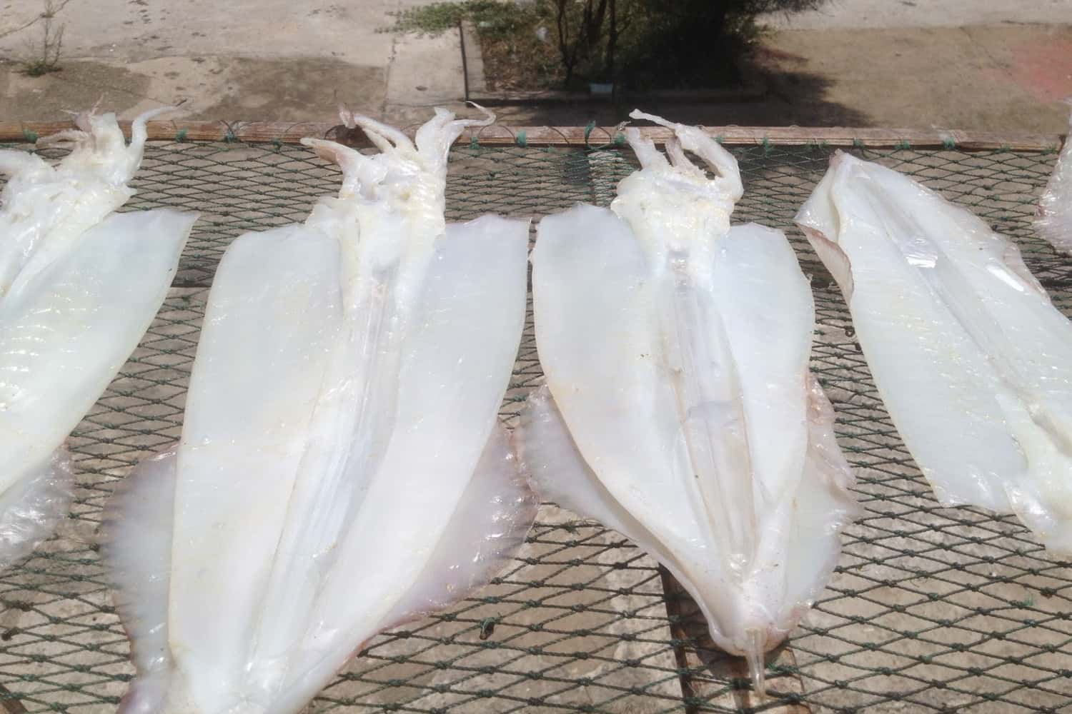 Khô mực một nắng