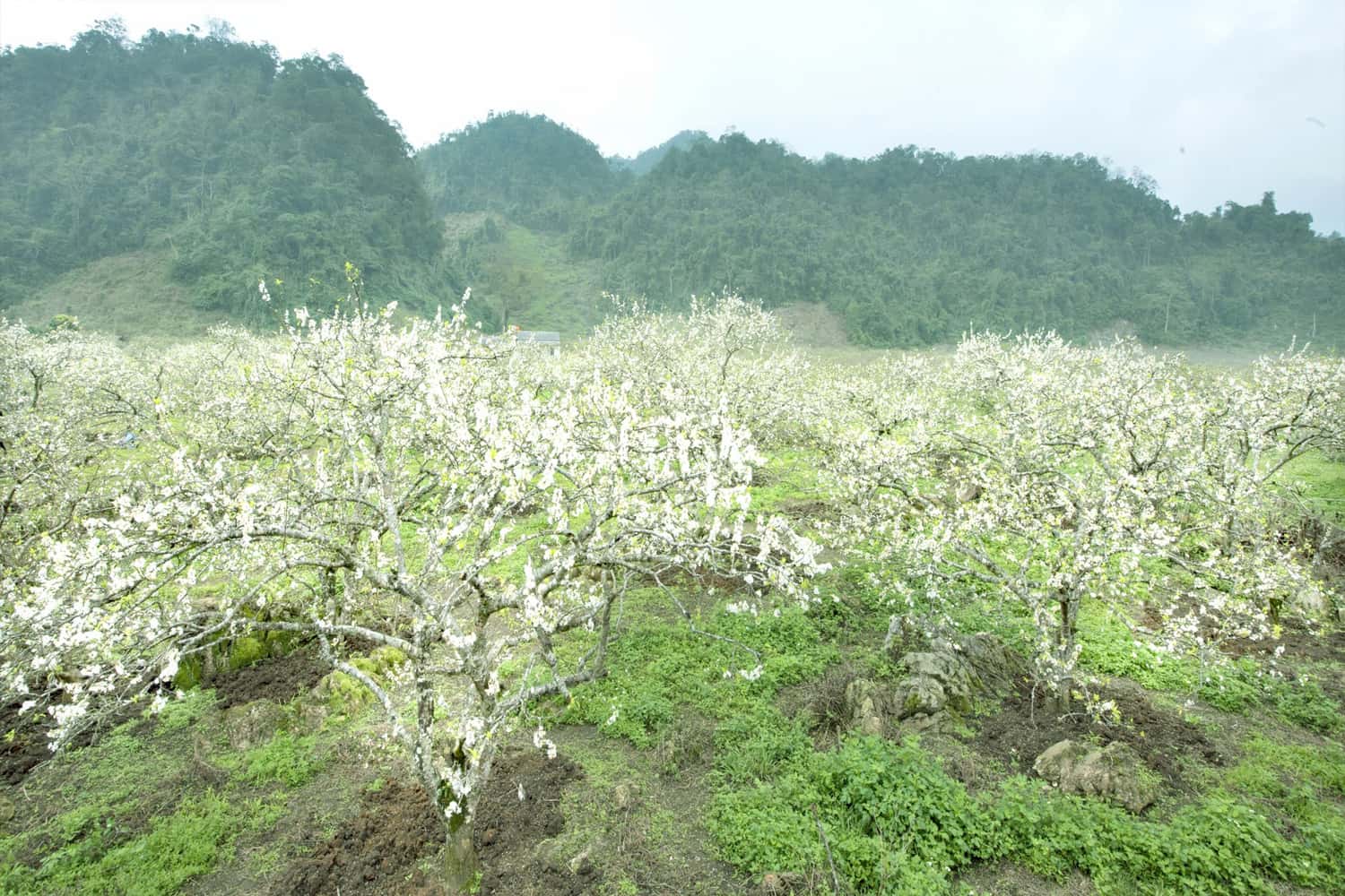 Mộc Châu là xứ sở của mận với những thung lũng hoa mận trắng xóa cả một vùng trời