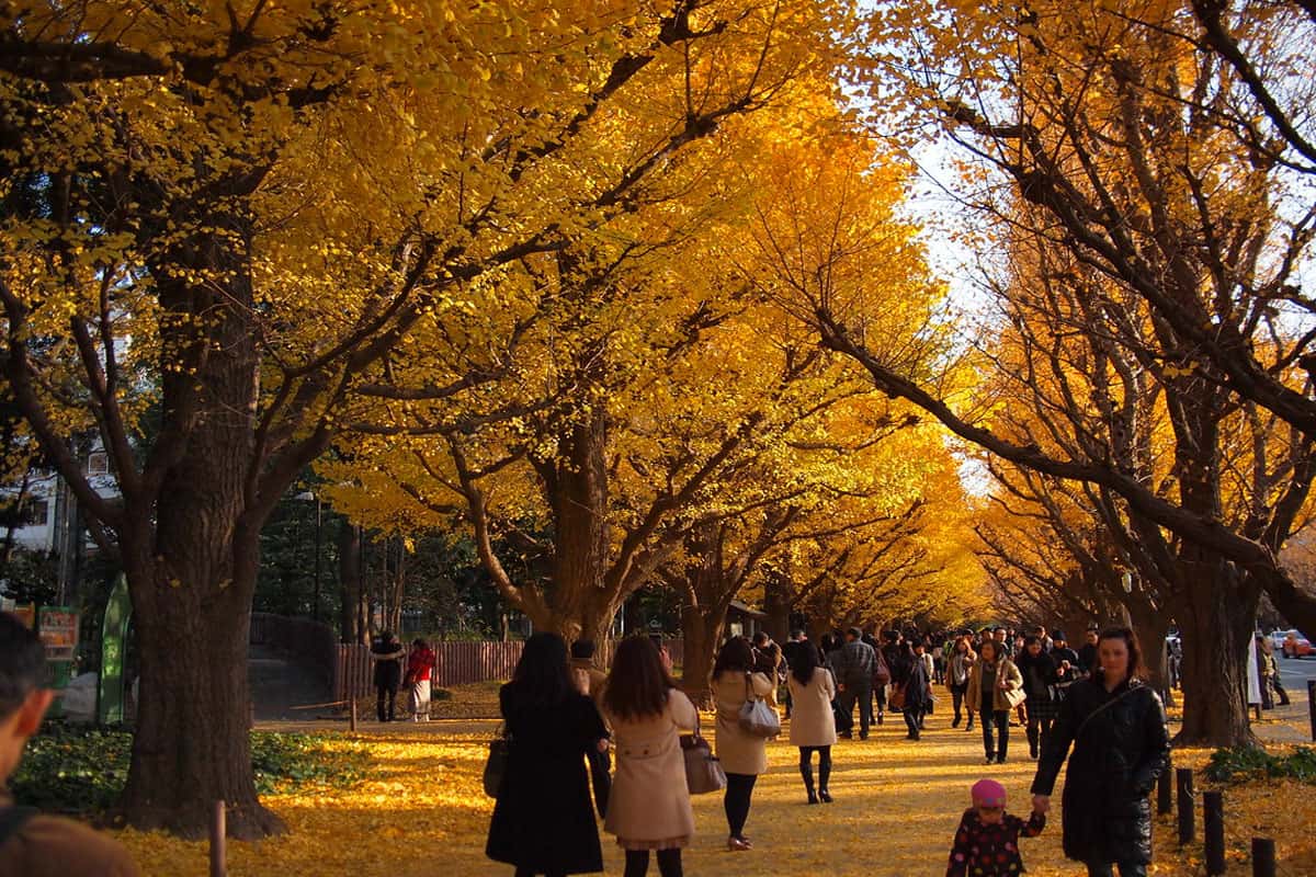 Kyoto tháng 11
