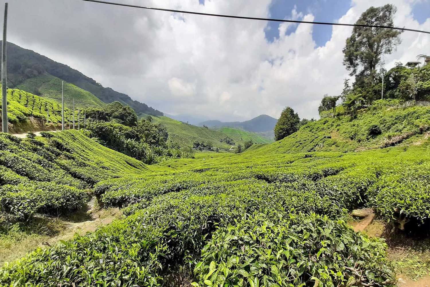 Tanah Rata