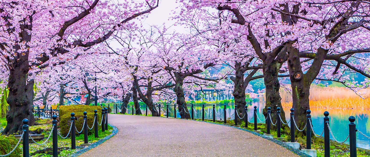 10 địa điểm ngắm hoa anh đào đẹp nhất ở Kyoto, Nhật Bản