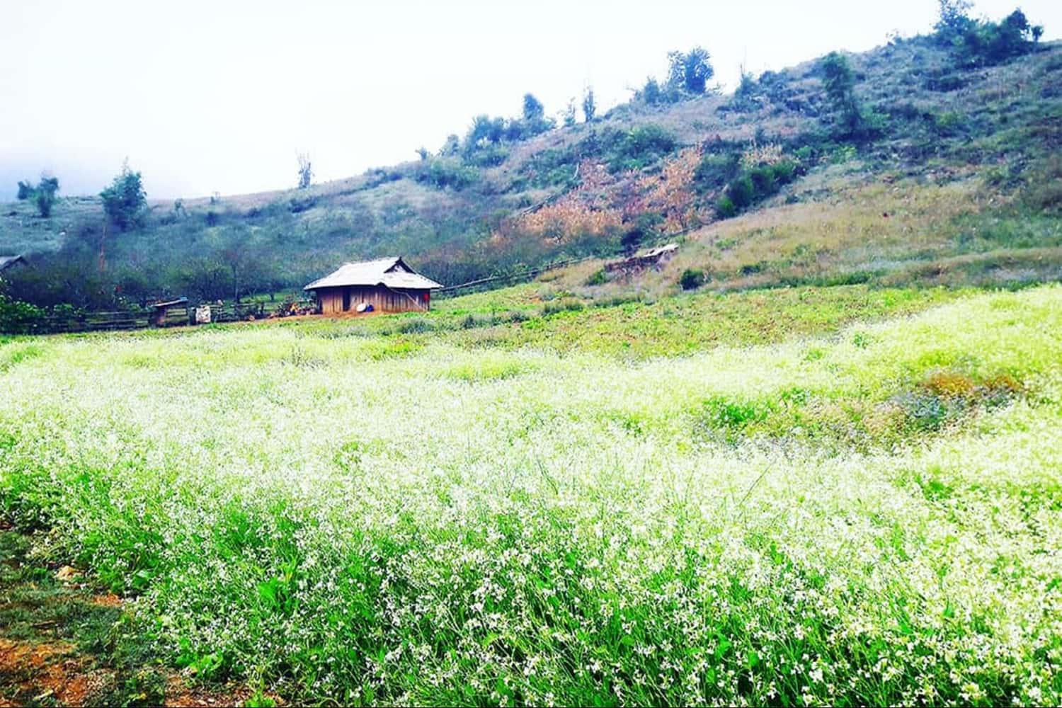  Mộc Châu