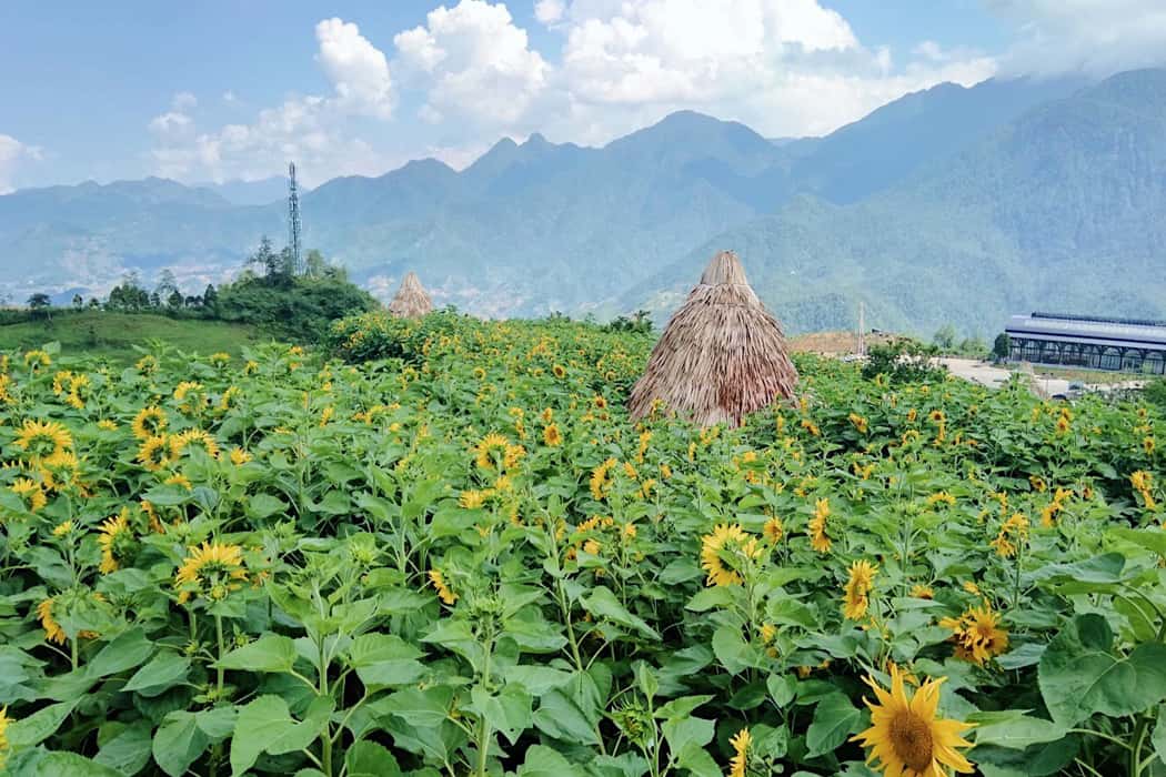 Cánh đồng hoa hướng dương Sapa