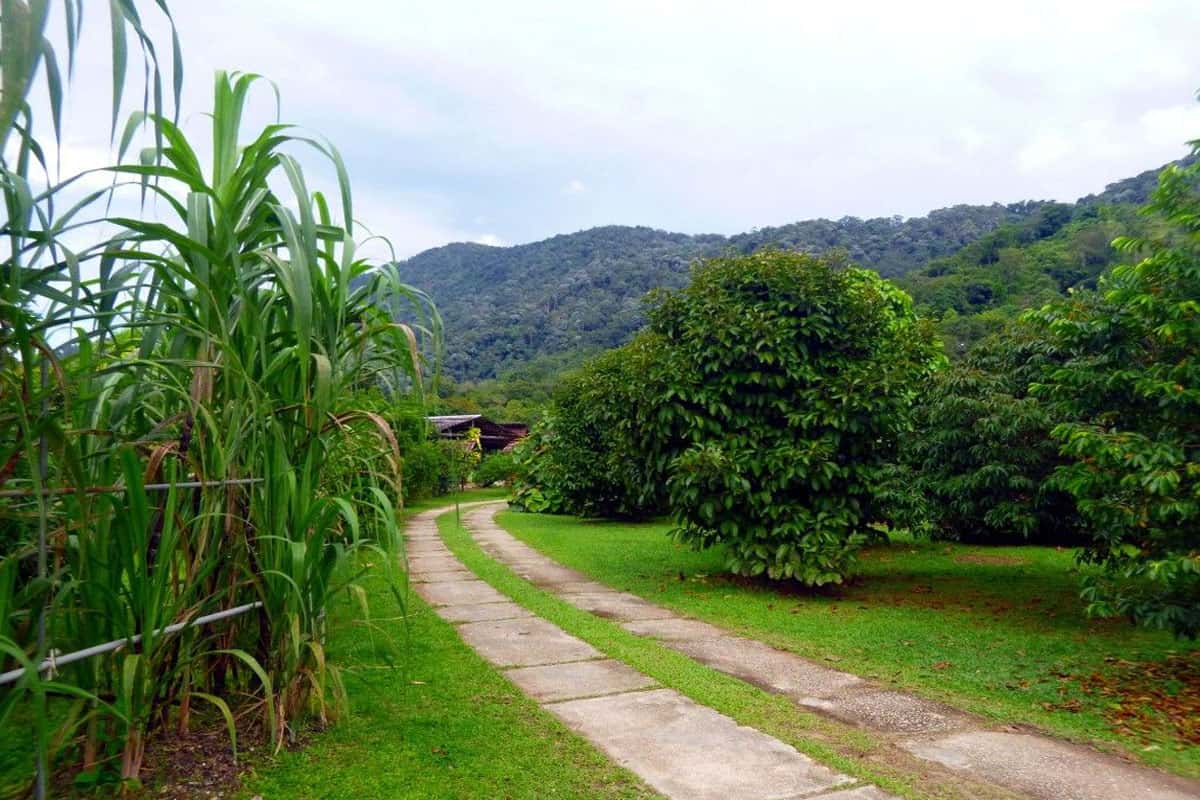 Tropical Fruit Farm