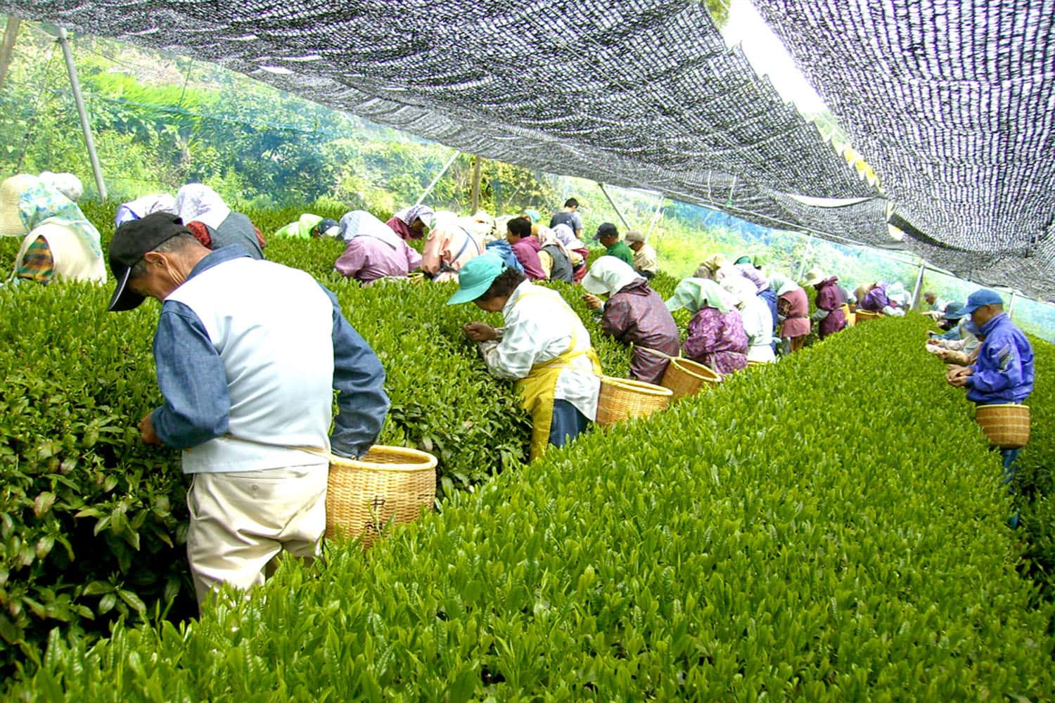 Thu hoạch trà xanh Nhật Bản