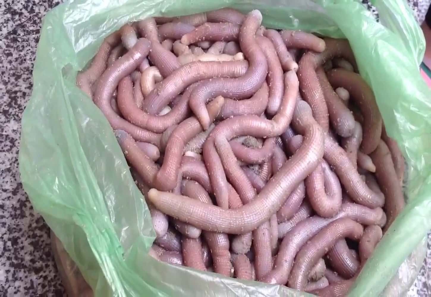 Đây là một loại hải sản xuất hiện ở nhiều vùng ở nước ta 