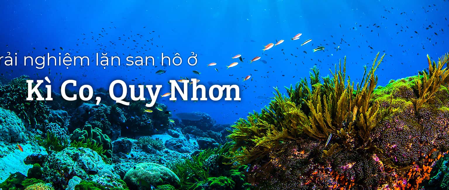 Kinh nghiệm lặn san hô an toàn ở Kỳ Co, Quy Nhơn