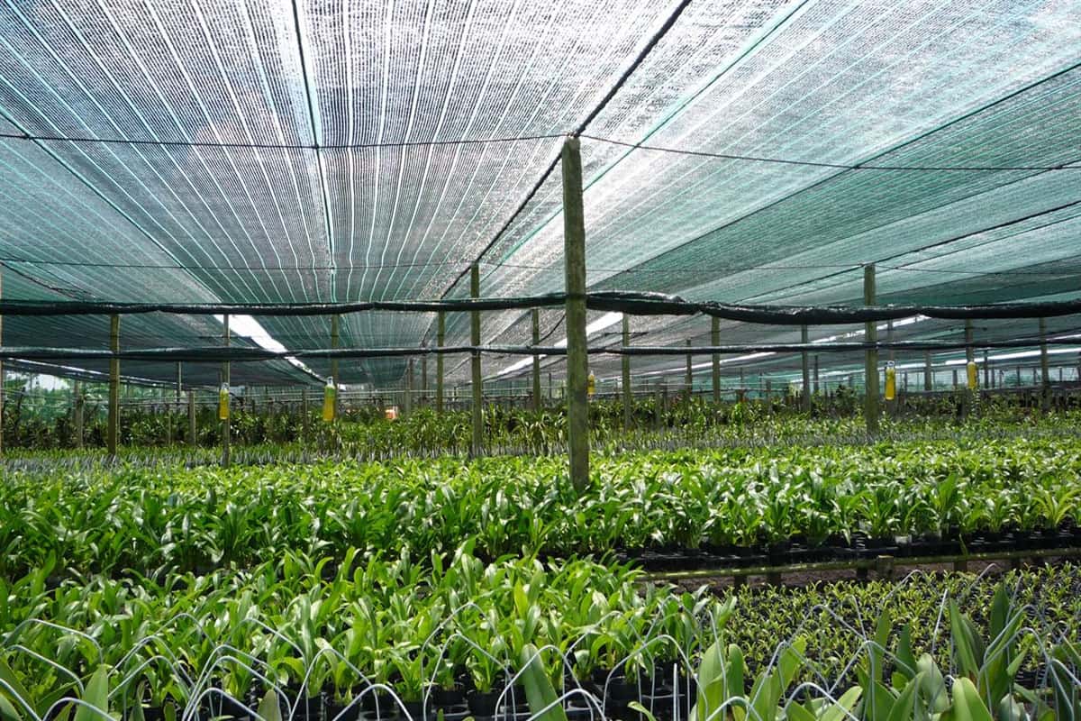 Vườn ươm Trại Mát