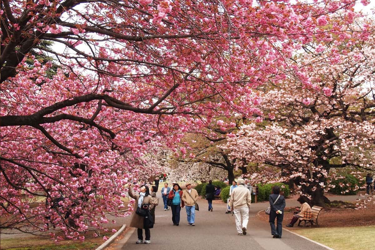 Ngắm hoa anh đào tại Kyoto