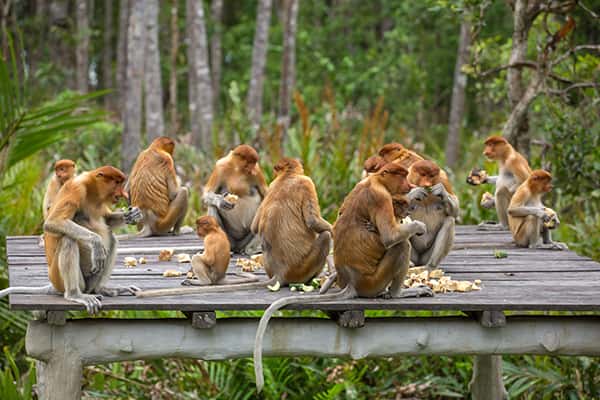 Top 10 trải nghiệm thú vị nên thử ở Kuching, Malaysia