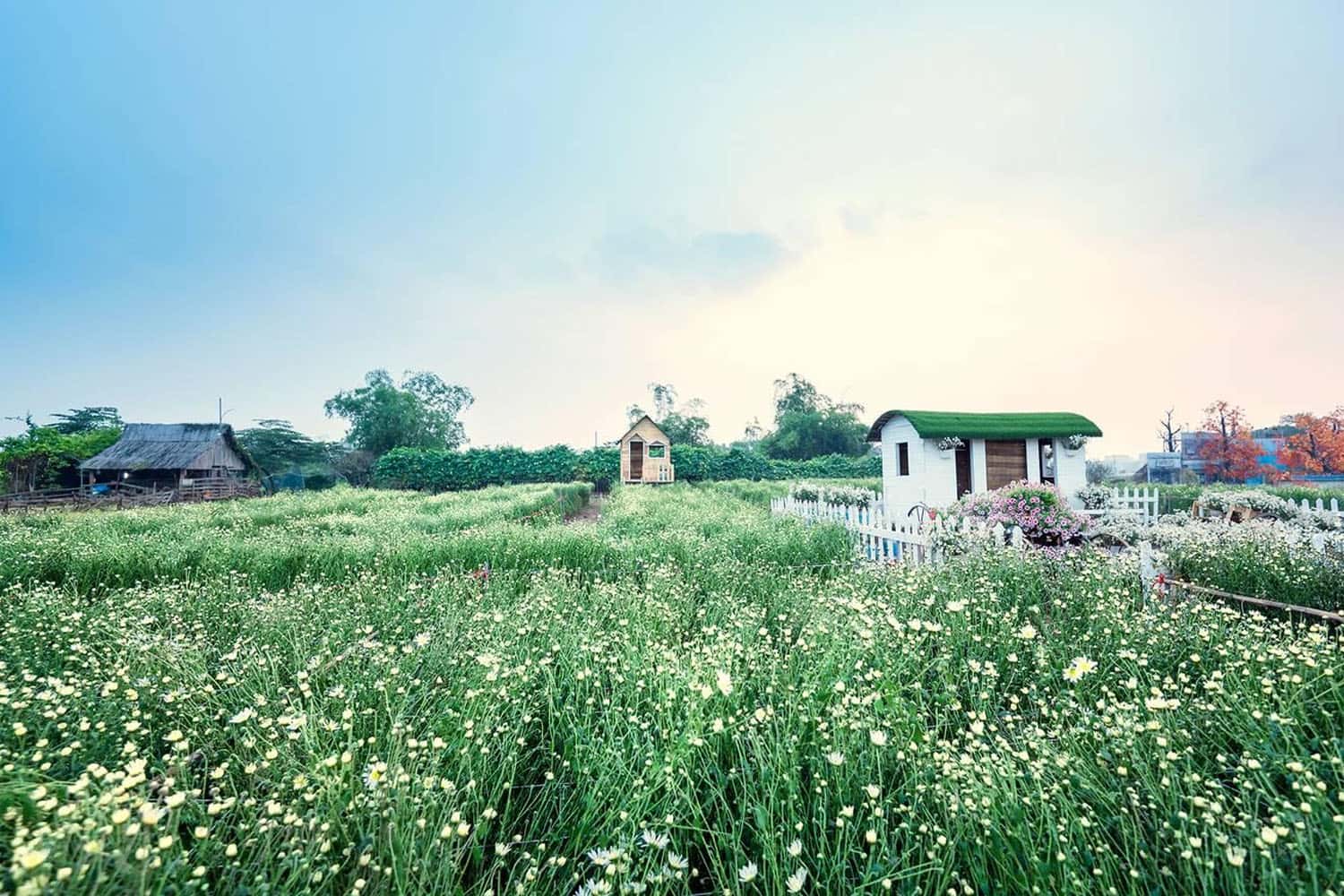 Thảo nguyên hoa Long Biên