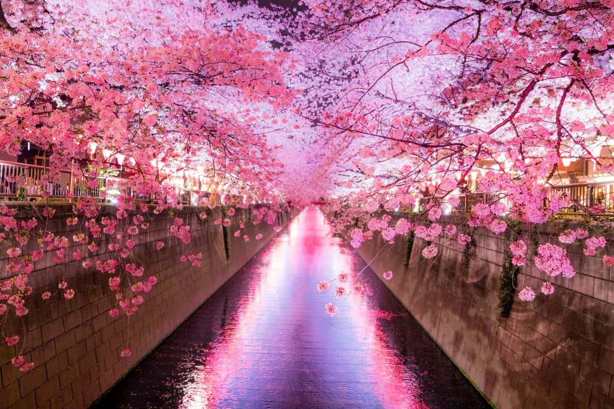 Giữa tháng 3 đến đầu tháng 4 là thời gian lý tưởng nhất để ngắm hoa anh đào ở Tokyo