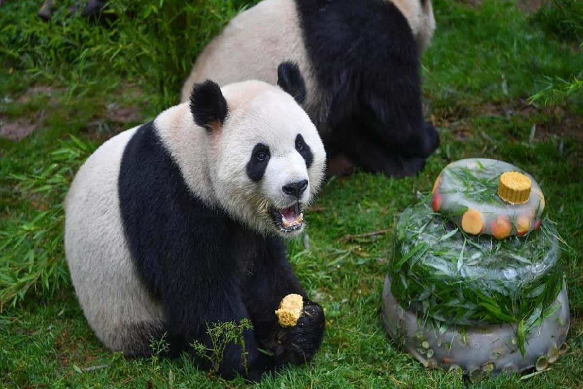 Gấu trúc con