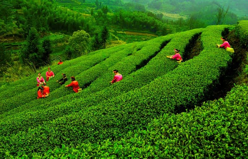 Thăm một đồn điền trà